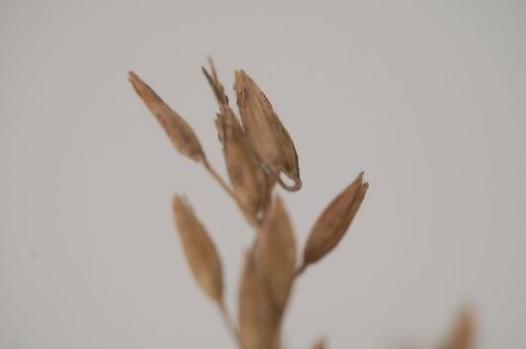 Oats  Plant,flora,floral,nature