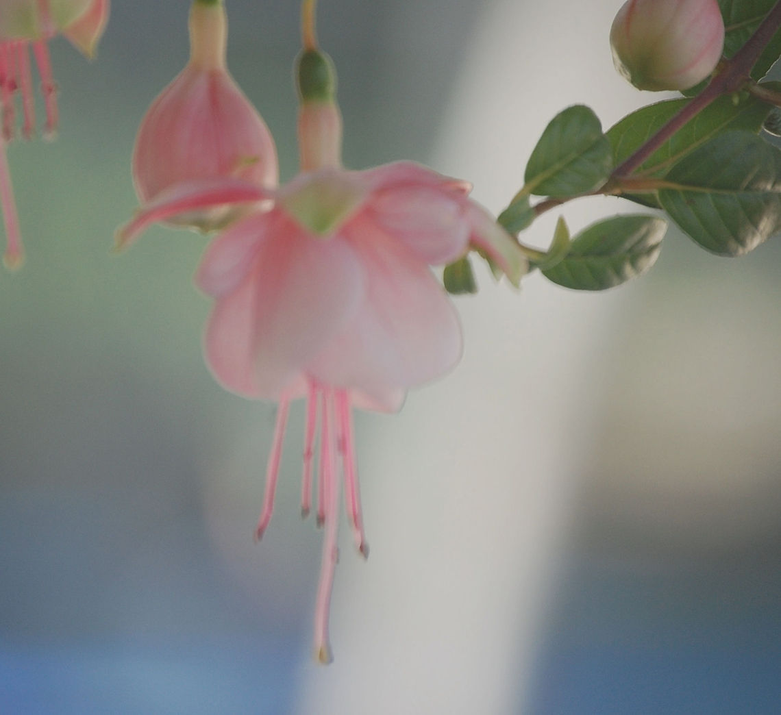 Fuchsia  Plant,flora,floral,nature