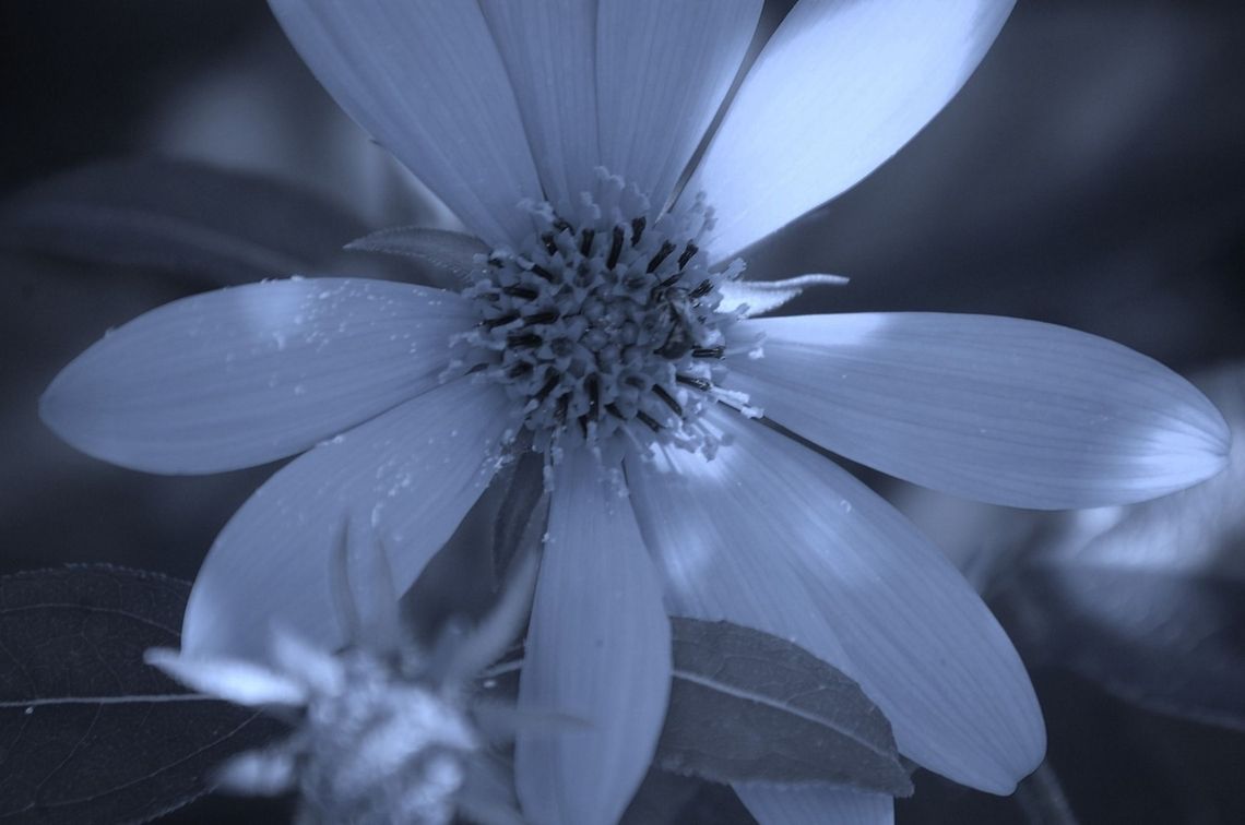 DSC_0045_-_Copy-3 I played with the color a bit and got this interesting result Plant,flora,floral,nature