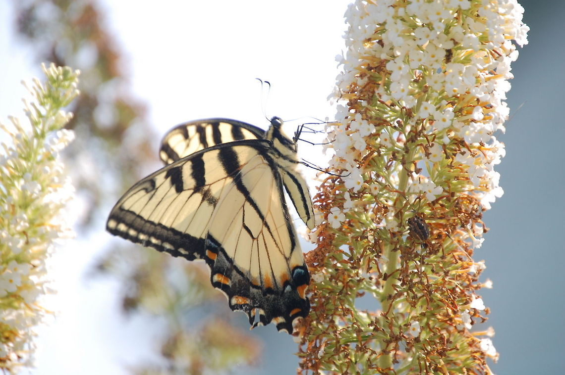 swallowtail  Animal,Eastern Tiger Swallowtail,Papilio glaucus,butterfly,insect