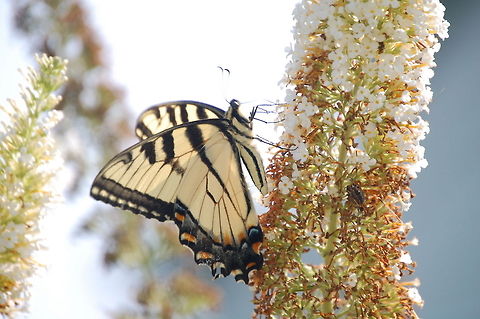 swallowtail  Animal,Eastern Tiger Swallowtail,Papilio glaucus,butterfly,insect