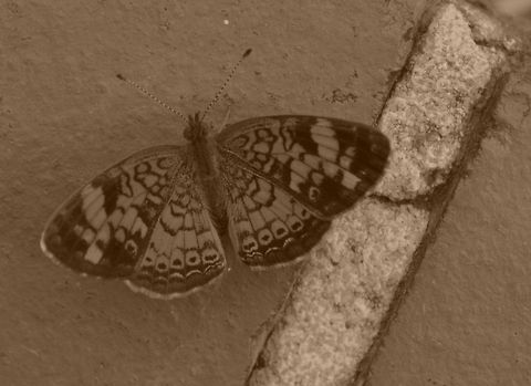 Pearl Crescent butterfly -Please feel free to delete these images if they are repeated Animal,Pearl Crescent,Phyciodes tharos,insect