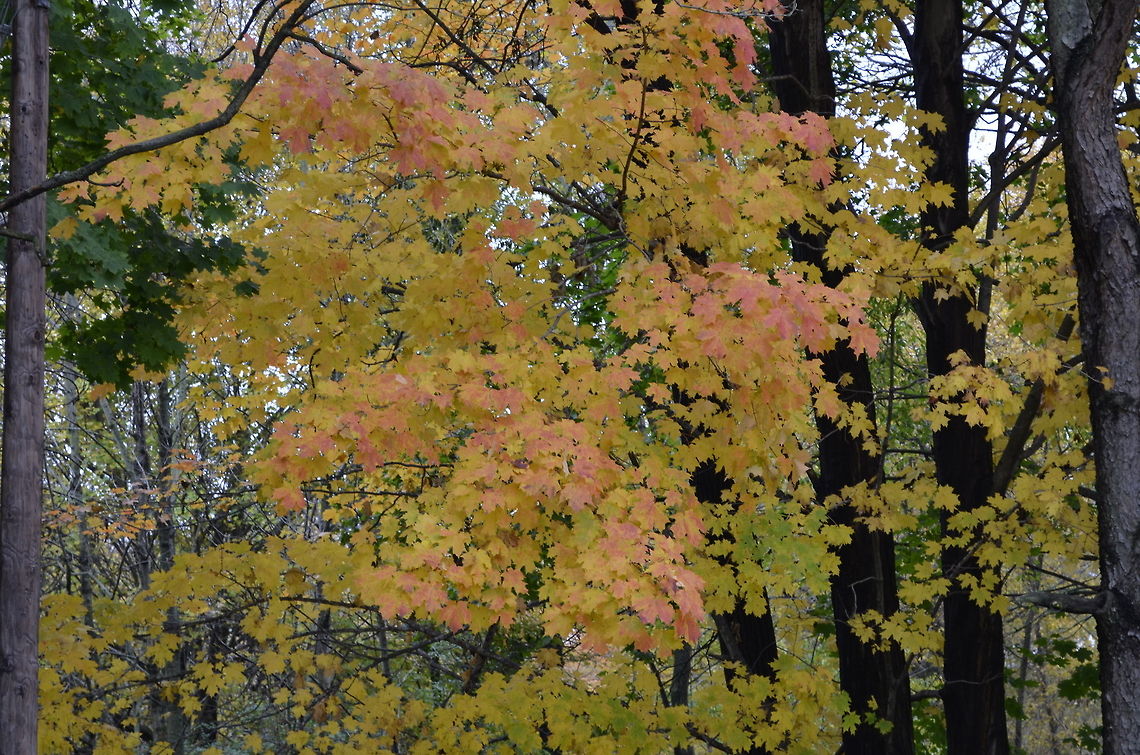 Autumn tree (Maple) -Please feel free to delete these images if they are repeated Acer pseudoplatanus,Autumn,Maple,fall