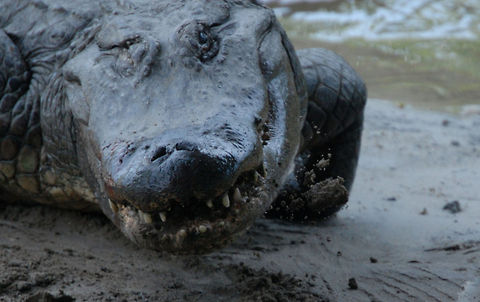 Alligator mississippiensis . Alligator mississippiensis,American Alligator,Animal,cold blooded,reptile,wildlife