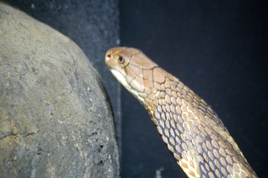 King cobra  Animal,King cobra,Ophiophagus hannah,Reptiles,cold blooded,snake,wildlife