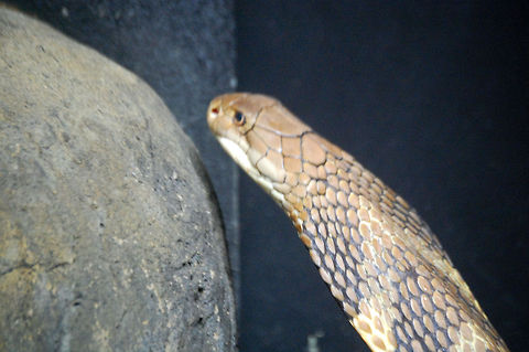 King cobra  Animal,King cobra,Ophiophagus hannah,Reptiles,cold blooded,snake,wildlife