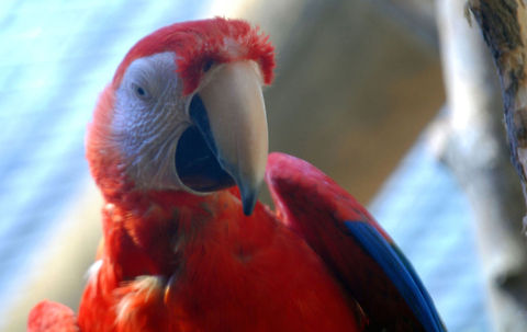 Parrot  Ara macao,Scarlet Macaw,animal,avian,bird,parrot