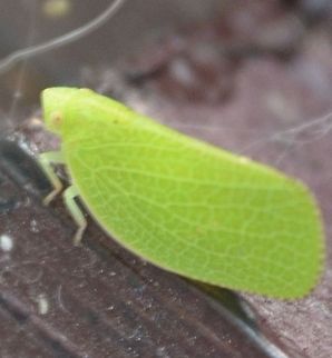 Green cone-headed planthopper  Acanalonia conica,Green cone-headed planthopper,animal,flying insect,insect,nature