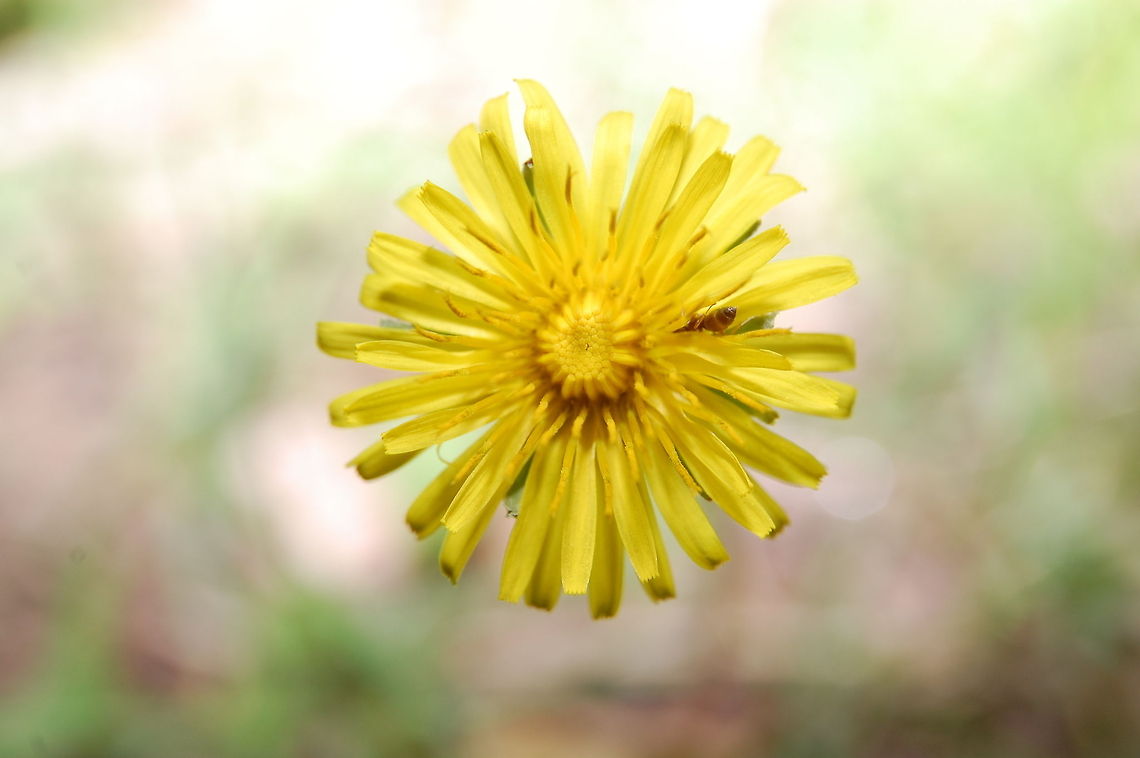 Dandilion/ Taraxacum officinale not a dandelion - probably some hawkweed species Plant,Taraxacum officinale,flora,floral,nature