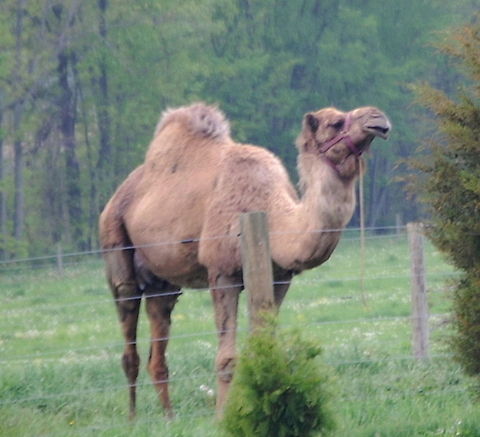 Camel/ Camelus dromedarius  Camelus dromedarius,Dromedary camel,animal,camel,mammal,nature