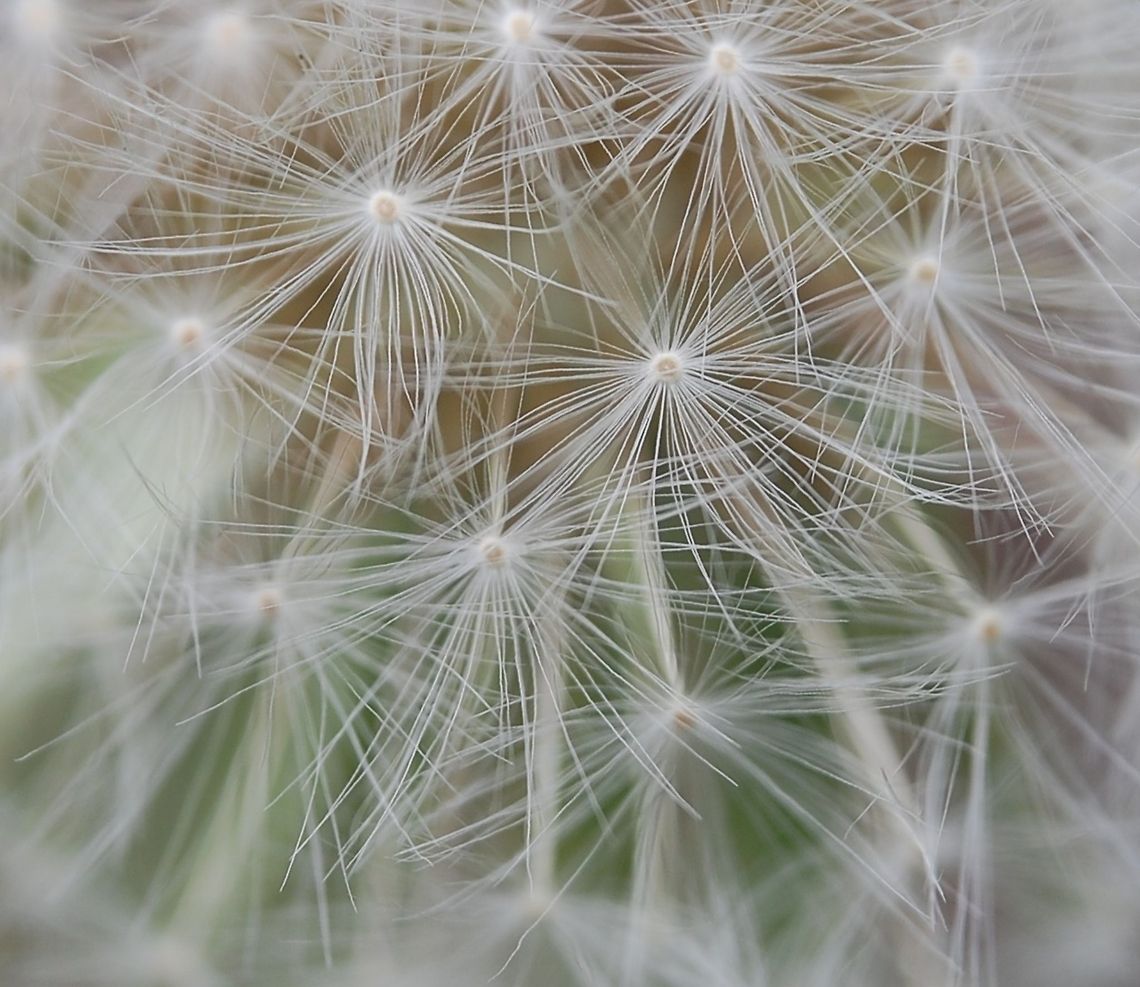 Dandilion  Plant,Taraxacum officinale,flora,floral,nature