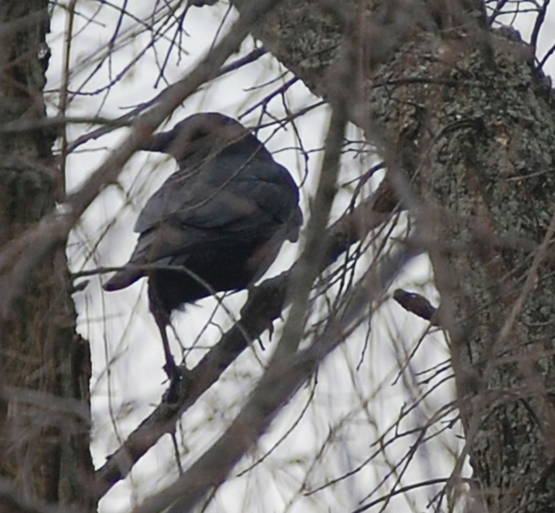 A murder of one  American Crow,Corvus brachyrhynchos,animal,avian,bird,crow,nature