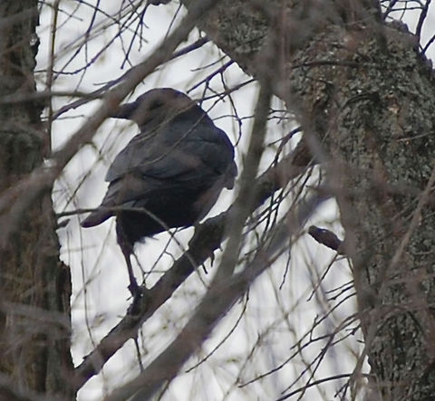 A murder of one  American Crow,Corvus brachyrhynchos,animal,avian,bird,crow,nature