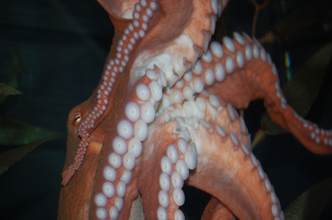 Octopus vulgaris.  Common octopus,Octopus vulgaris