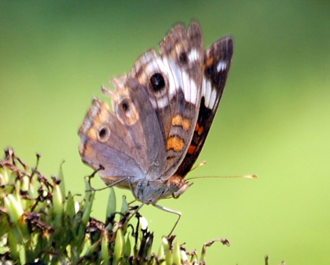 Buckeye (Junonia coenia)  Common Buckeye,Junonia coenia