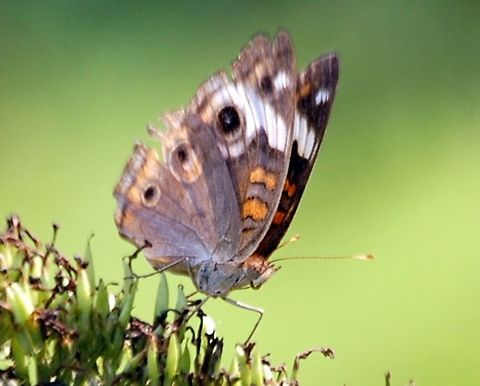 Buckeye (Junonia coenia)  Common Buckeye,Junonia coenia
