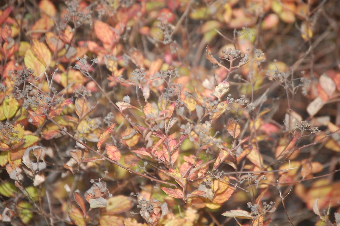 Frost kills  Plant,flora,floral,nature
