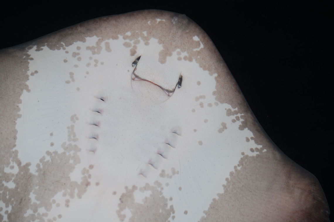 stingray  Dasyatis americana,Southern stingray