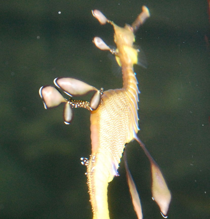 Weedy Seadragon  Hippocampus,Phyllopteryx taeniolatus,Weedy seadragon,animal,marine life,seahorse