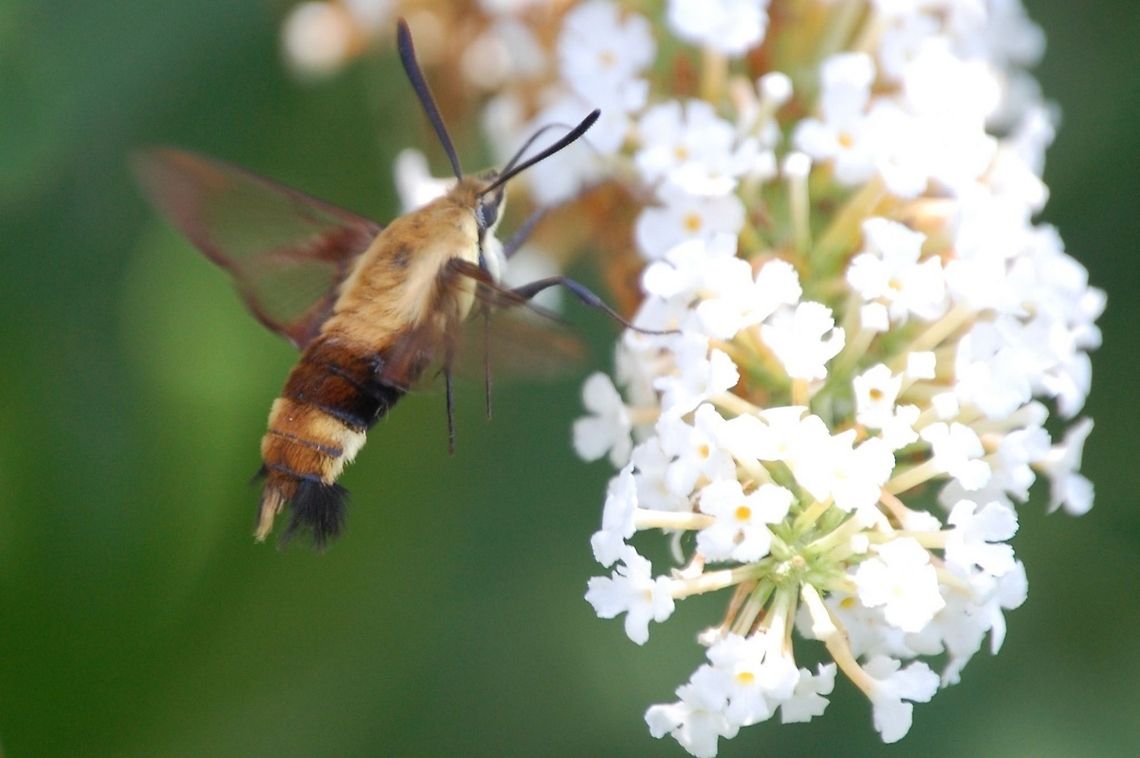 Snowberry Clearwing another view oh a hummingbird moth Hemaris diffinis,Snowberry Clearwing,animal,flying insect,hummingbird moth,insect
