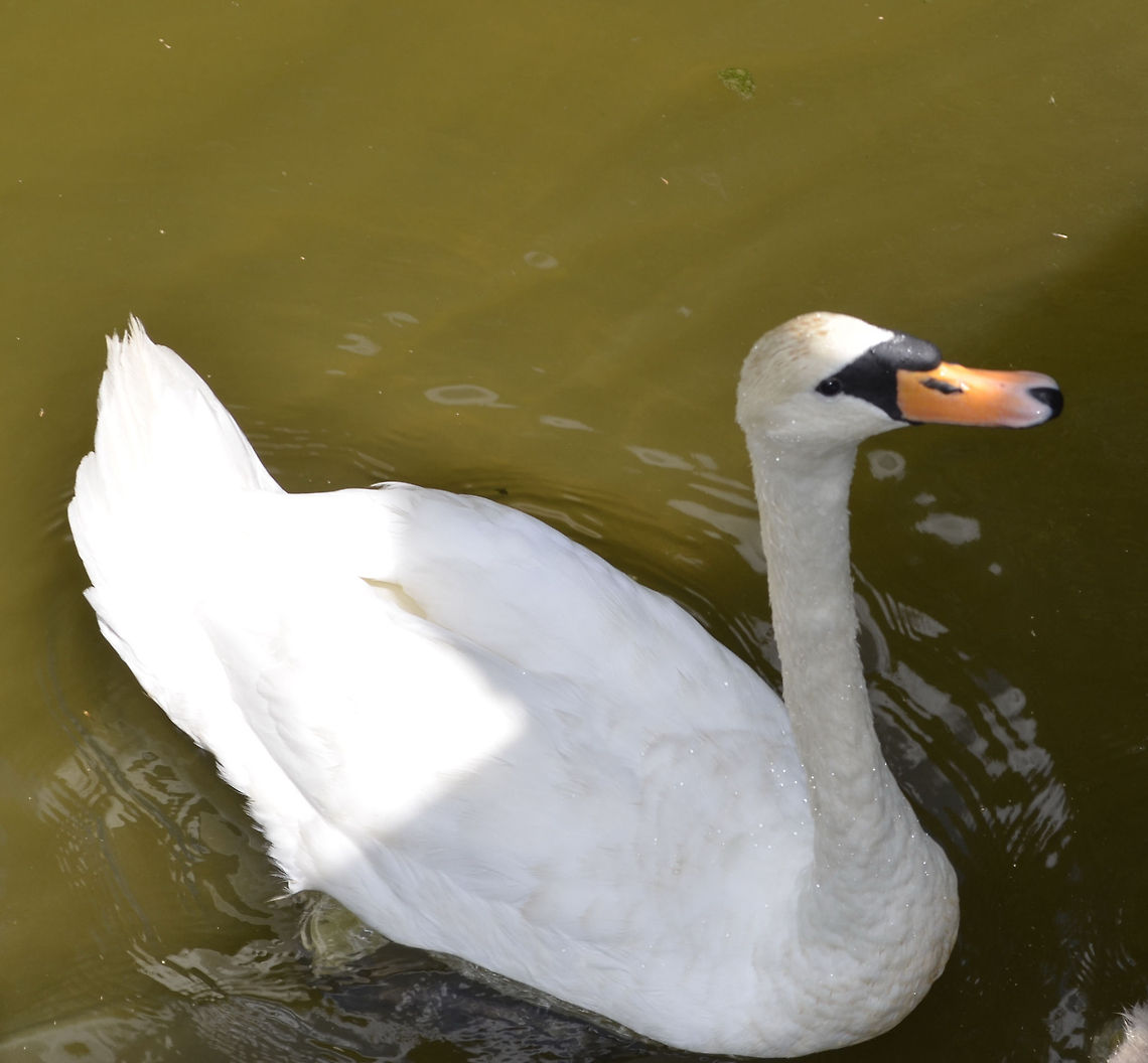 Mute Swan /Cygnus olor  Cygnus olor,Mute Swan,animal,avian,bird