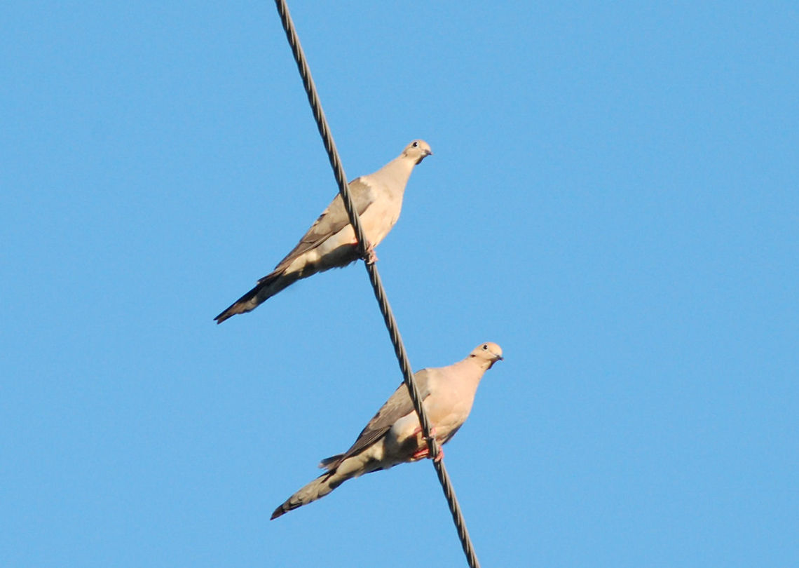 The Mourning Dove /Zenaida macroura  Mourning Dove,Zenaida macroura,animal,avian,bird