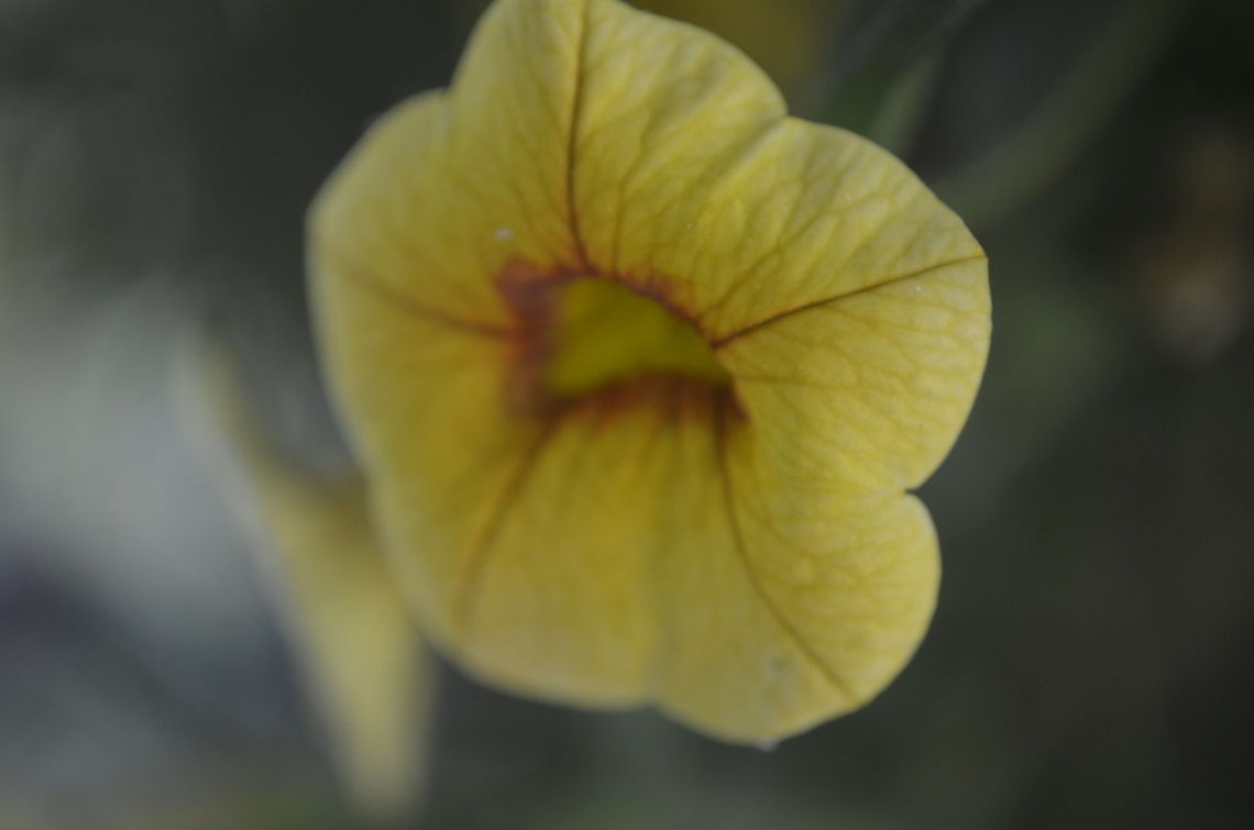 flower I am getting used to a new camera Nikon D5100 Calibrachoa x hybrida,Million bells,flora,floral,flower,plant