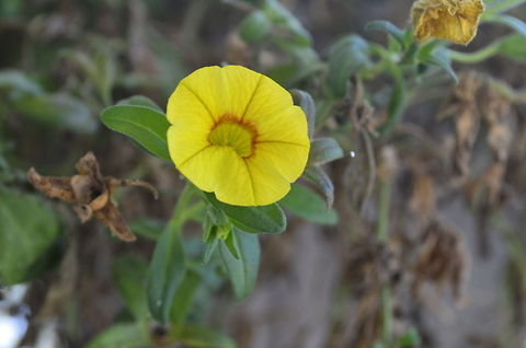 flower I am getting used to a new camera Nikon D5100  Calibrachoa x hybrida,Million bells,flora,floral,flower,plant