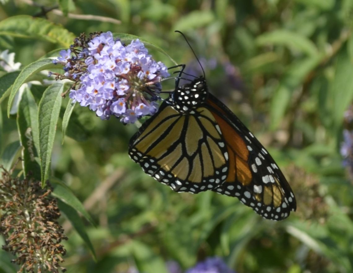 Monarch butterfly  Danaus plexippus,Monarch