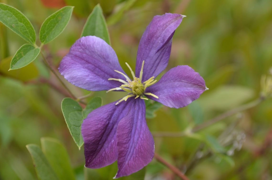 Clematis  I am getting used to a new camera Nikon D5100 flora,floral,flower,plant