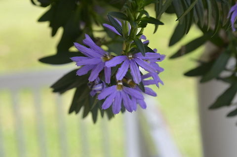 Fan flower I am getting used to a new camera Nikon D5100 Fairy Fan-flower,Scaevola aemula,flora,floral,flower,plant