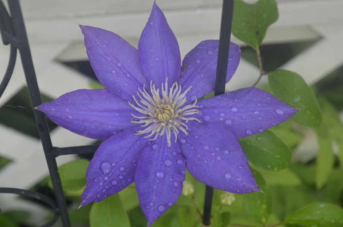 Clematis I am getting used to a new camera Nikon D5100 Clematis &times; jackmanii,flora,floral,flower,plant