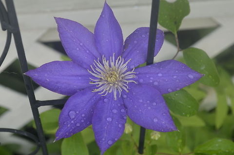 Clematis I am getting used to a new camera Nikon D5100 Clematis × jackmanii,flora,floral,flower,plant