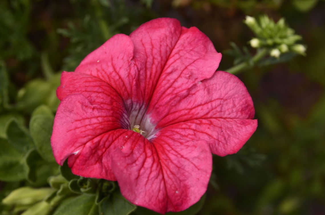 Petunia I am getting used to a new camera Nikon D5100 Petunia axillaris,Wild white petunia,flora,floral,flower,plant