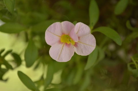 flower I am getting used to a new camera Nikon D5100 I think this was a pretty good shot Calibrachoa x hybrida,Million bells