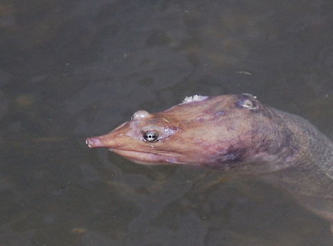 Florida softshell turtle  Apalone ferox,animal,florida softshell turtle,reptile,turtle