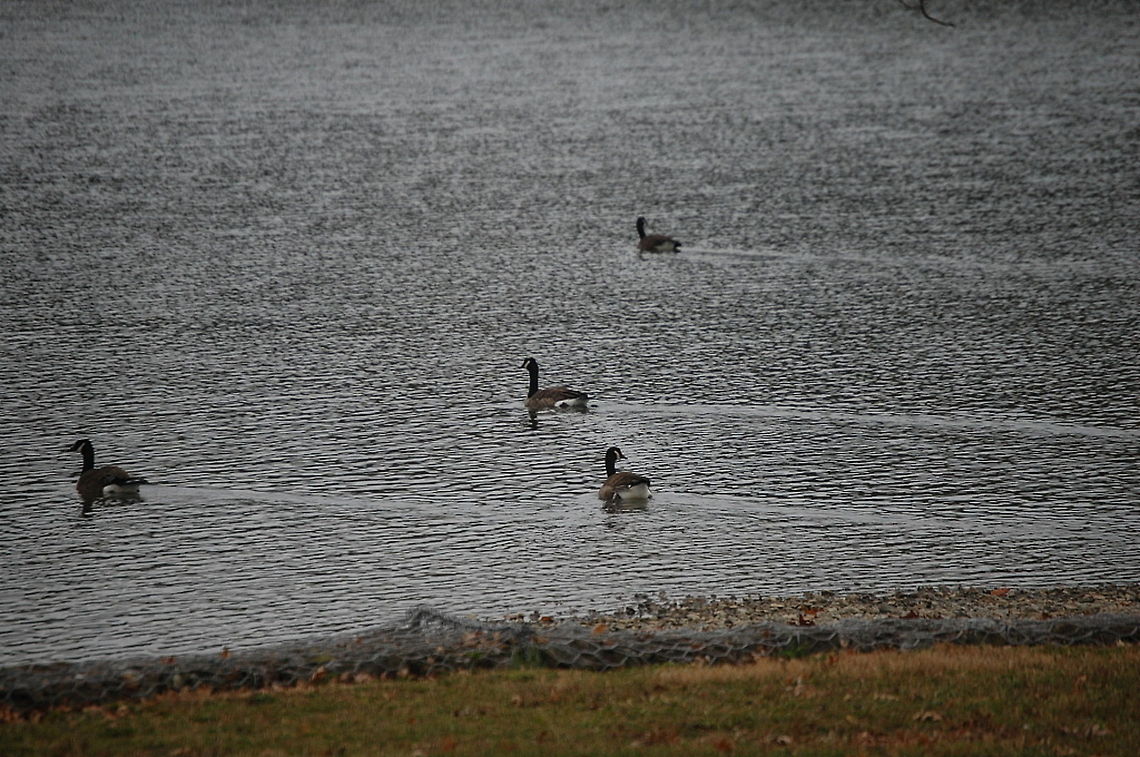 Canada Goose /Branta canadensis  Branta canadensis,Canada Goose,animal,avian,bird