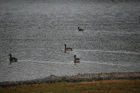 Canada Goose /Branta canadensis  Branta canadensis,Canada Goose,animal,avian,bird