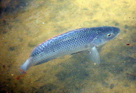fish/Tilapia this is some type of Tilapia Mozambique Tilapia,Oreochromis mossambicus,Tilapia,animal,fish
