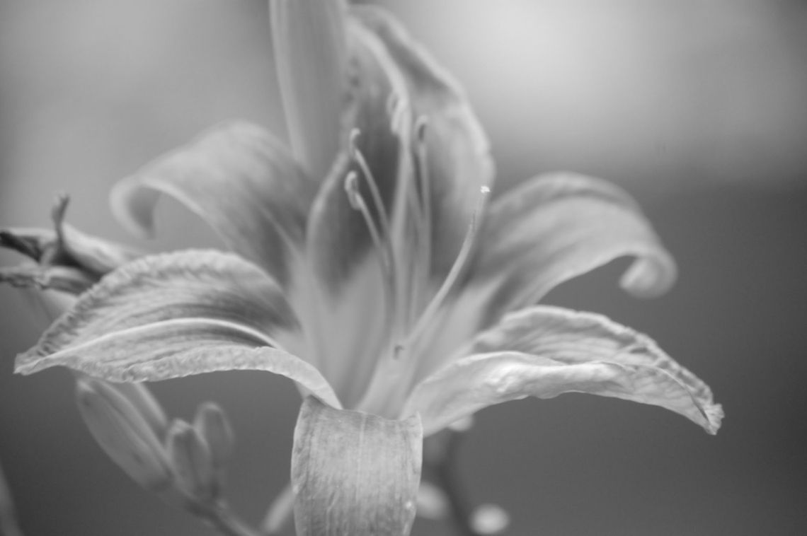 day lily/Hemerocallis fulva  Hemerocallis fulva,day lily,flora,flower