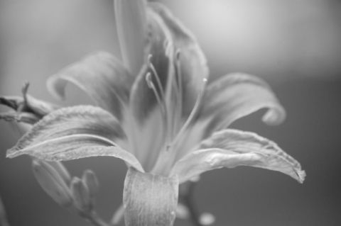 day lily/Hemerocallis fulva  Hemerocallis fulva,day lily,flora,flower