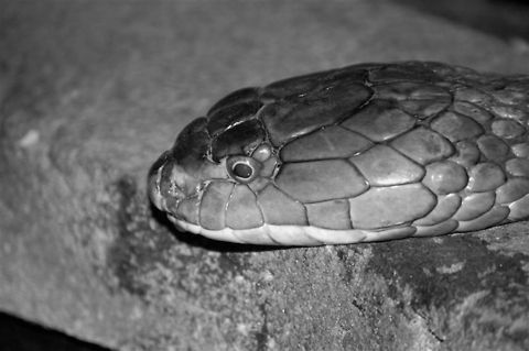snake/unknown specie