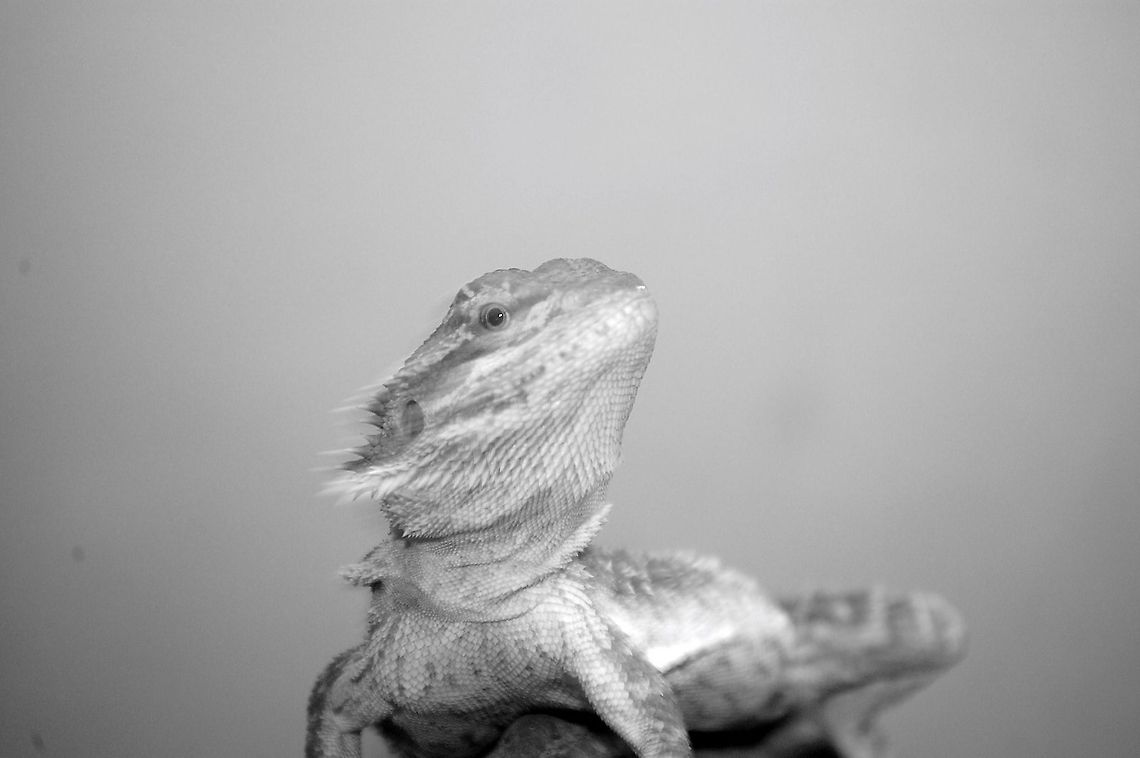 Pogona vitticeps/bearded dragon  Pogona vitticeps,animal,lizard,reptile