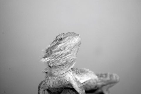 Pogona vitticeps/bearded dragon  Pogona vitticeps,animal,lizard,reptile
