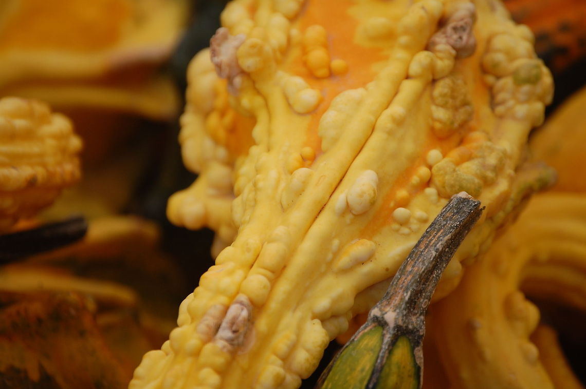 gourd/unknown specie  Plant,flora,floral,nature