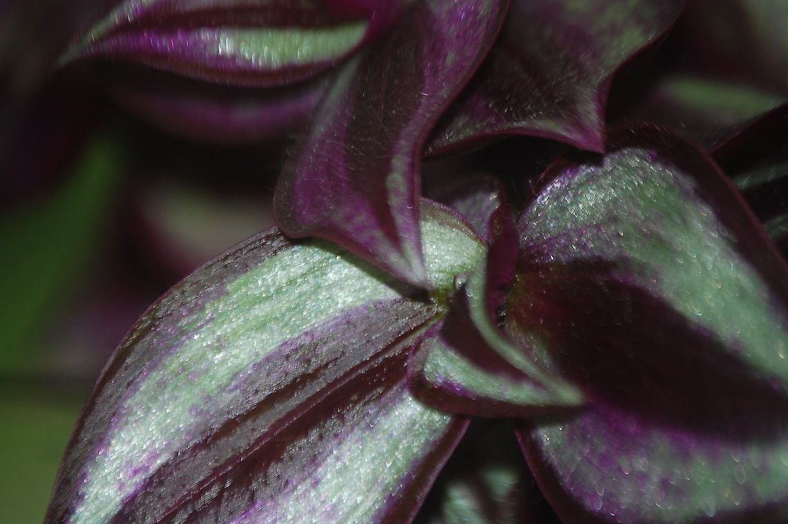 Tradescantia zebrina  Tradescantia zebrina