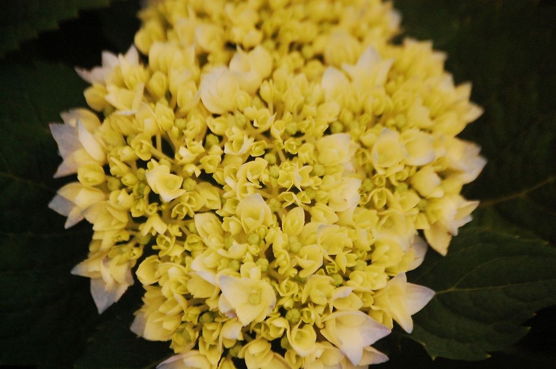 Hydrangea macrophylla  Bigleaf hydrangea,Hydrangea macrophylla,Plant,flora,floral,nature