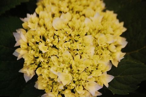 Hydrangea macrophylla  Bigleaf hydrangea,Hydrangea macrophylla,Plant,flora,floral,nature