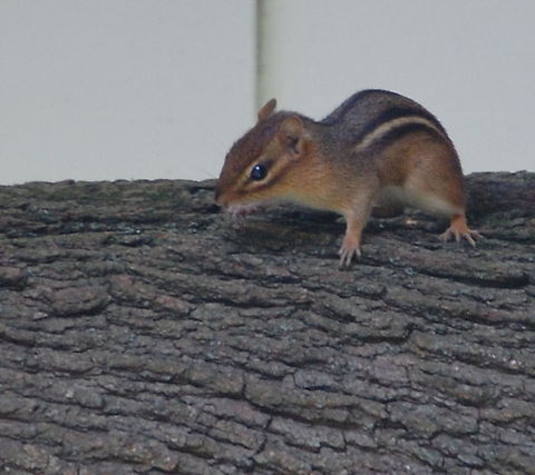 chipmunk  Least chipmunk,Neotamias minimus