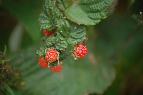berries  Rubus ursinus